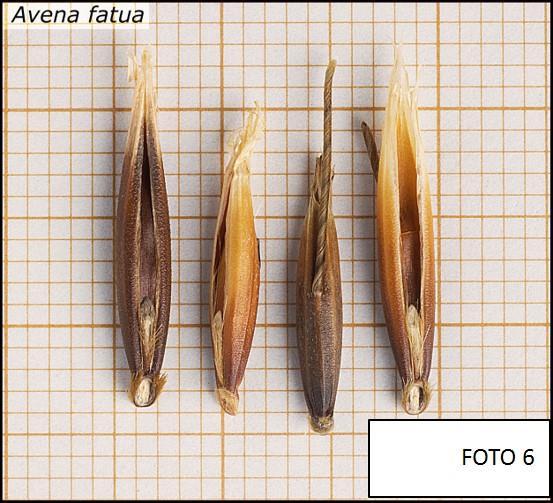 Nel caso di analisi sul campione intero, si procede subito con il calcolo delle percentuali finali (precisione 0,1), riferite al peso finale del campione analizzato e si procede con la verifica della