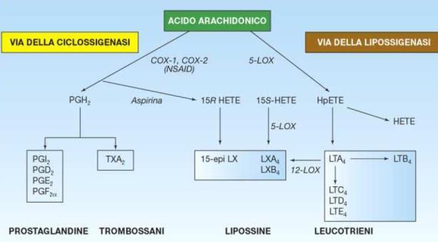 L istamina stimola le fibre nervose, inducendo prurito.