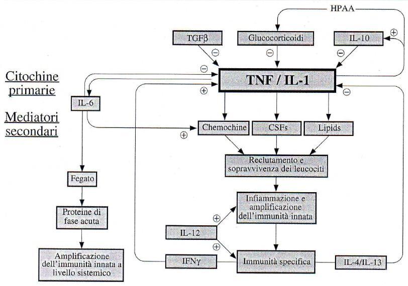 Interleuchina-6 (IL-6) è una citochina primaria, ma il suo compito è relativamente subordinato a TNF-α e IL-1.