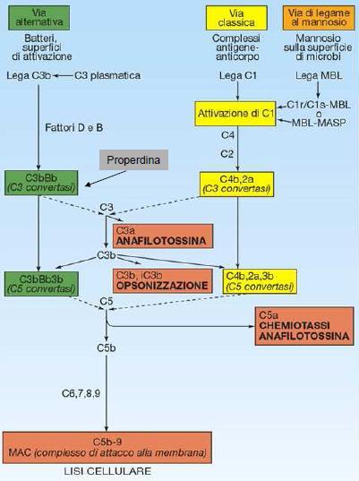 volta i segnali indotti dal legame delle anafilotossine ai recettori determina l incremento dell espressione di citochine e altri mediatori proinfiammatori, causando aumento della permeabilità,