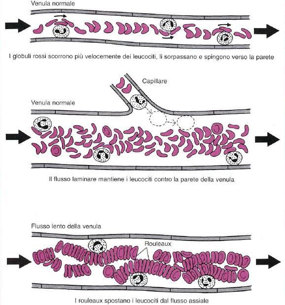 - PAF (endotelio, piastirne, ecc.) - Chemochine (macrofagi, neutrofili, ecc.