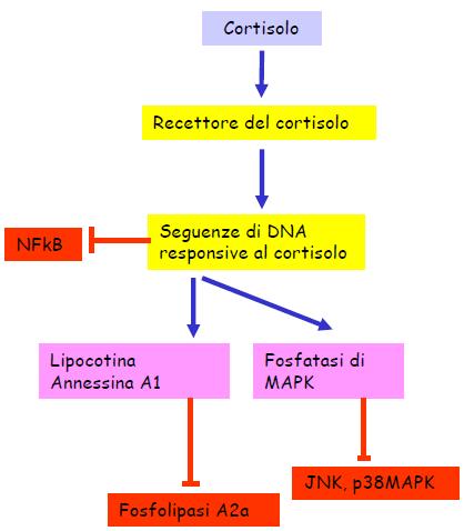 adattativa), l interazione tra cortisolo e recettore intracellulare dà il complesso HR, che si attiva rilasciando HSP ed entrando nel nucleo, dove si lega a sequenze di DNA responsive e modula la