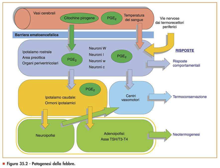 Gli stimoli che determinano variazioni nel settaggio dei centri ipotalamici dipendono dall attività di citochine primarie (IL-1) sulle cellule endoteliali che circondano i centri stessi, si produce