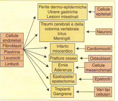 MECCANISMI DI RIPARAZIONE DEL DANNO TISSUTALE La risposta al danno tissutale si esplica attraverso meccanismi con scopi precisi Arrestare la (eventuale) perdita di sangue: emostasi Combattere l