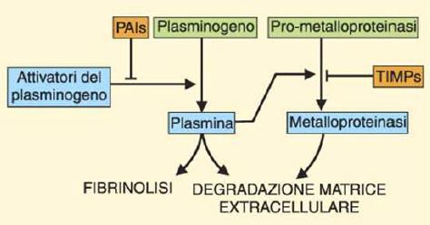 Si considerano anche MMP (metalloproteasi), inibitori delle MMP e attivatori delle MMP: si tratta di molecole determinanti, che sono prodotte da macrofagi ed endotelio.