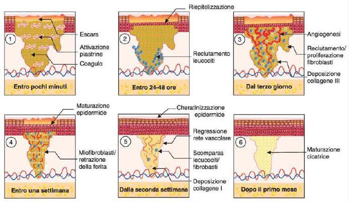 Le proteine TIMP sono inibitori tissutali delle MMP.