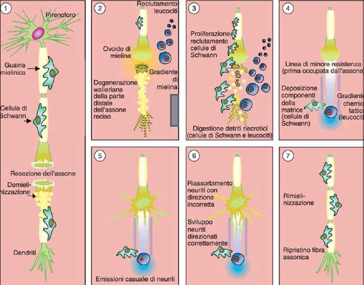 Nel SNC, le lesioni neuronali evolvono in deposizioni fibromieliniche. Nel SNP è possibile la riparazione dei nervi lesionati.