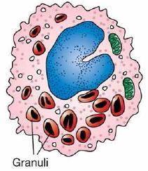 Eosinofilo: rappresentano il 2% delle cellule del sangue; partecipano alla difesa dei parassiti e alla regolazione del processo immunitario.