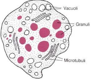 Plasmacellule: ricche di reticolo endoplasmatico rugoso necessario alla sintesi di anticorpi.