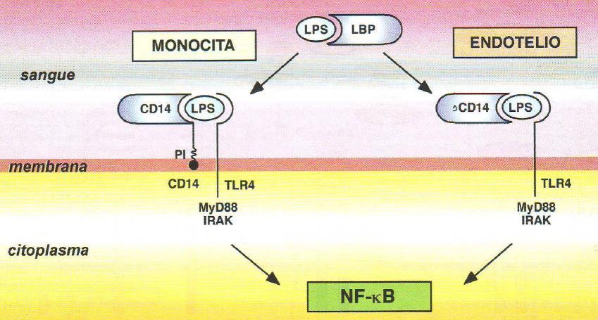 RAGE, LOX1, SR-A, SR-B recettori citoplasmatici: - recettori NOD (NOD1 e 2) - recettori RIG-1-like (RLR): RIG-1, MDA5 - AIM-2 - NOD-like (NLPR1-14) La famiglia dei Toll-Like Receptors (TLR) nell uomo