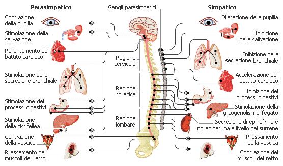 digestione e così via, anche mentre siamo addormentati.