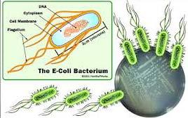 Coltura di E. Coli BL 21* E.