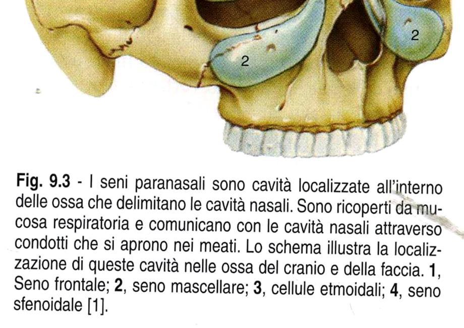 orbitaria: protezione di retina,