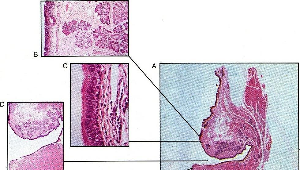 Struttura microscopica della