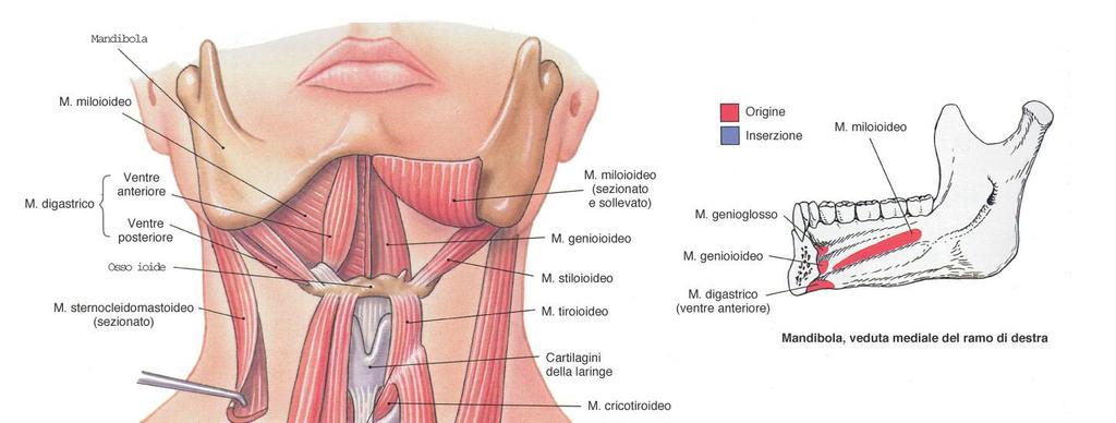 MUSCOLATURA ESTRINSECA LARINGE Muscoli sovraioidei: