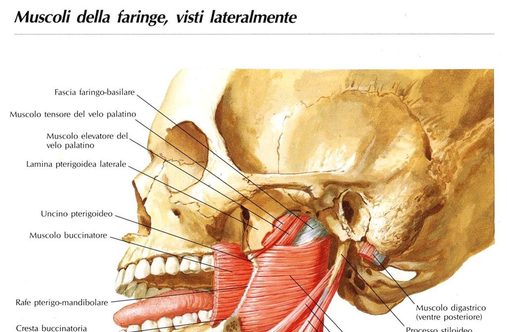 Muscoli costrittori della faringe: Superiore