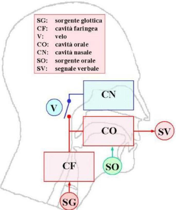 prevede specifiche posizioni di labbra, lingua,