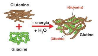 Intolleranze alimentari Il glutine è una sostanza lipoproteica che si origina dall unione, in presenza di acqua, di