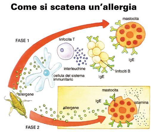 Allergie e intolleranze alimentari I mastociti si trovano in tutti i tessuti dell organismo, ma sono particolarmente abbondanti