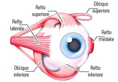 provocare una compressione sull equatore che porta