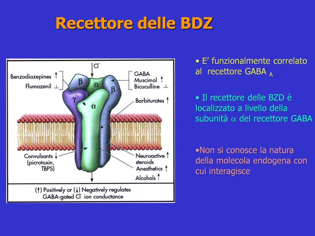 Le BDZ hanno siti di legame sul recettore GABA-A ma distinti dal sito di legame per il GABA. Il sito di legame per le BDZ si trova sulla subuntà α all interfacia con la subuntà b e con la subunità γ.