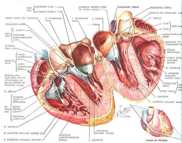 La stenosi valvolare aortica Anatomia della valvola aortica Al di sopra dei lembi valvolari troviamo i