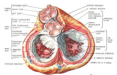 La stenosi valvolare aortica Anatomia della valvola aortica I lembi valvolari aortici