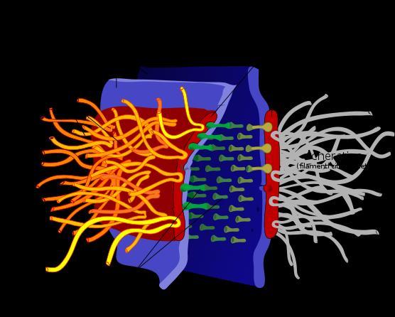 lasciare spazi, in modo da sigillare e impedire il passaggio di sostanze Tipiche degli