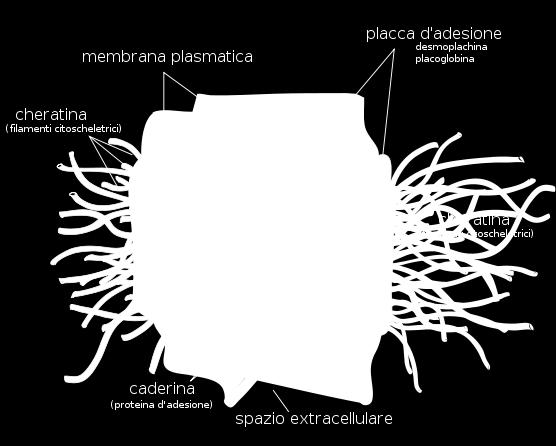 connessoni, formate da proteine giunzionali dette connessine permettono il passaggio di ioni