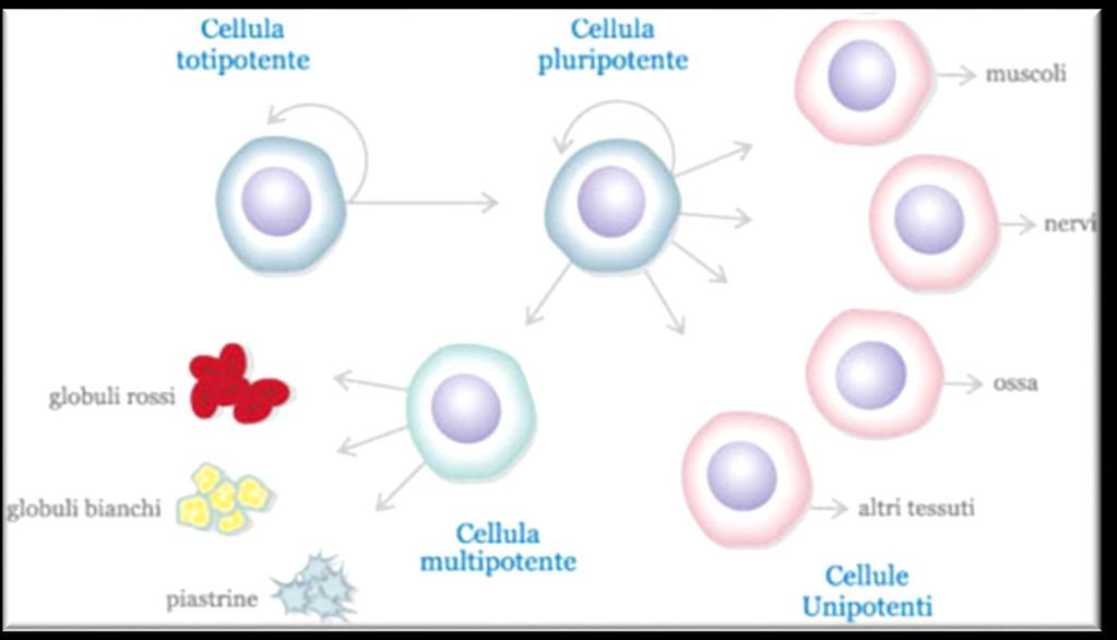 Le cellule staminali in base alle loro potenza differenziativa,