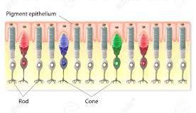 formato da neuroni olfattivi alternati a cellule di sostegno la retina, formata da coni e