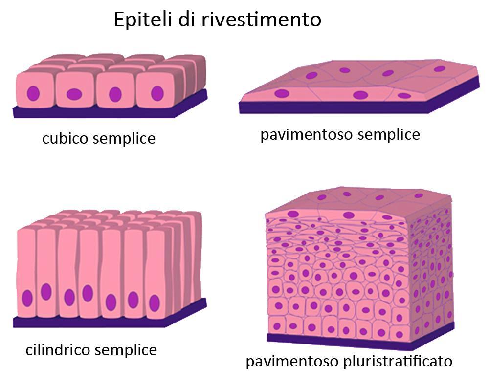 pluristratificati Epiteli pseudostratificati Tipi di