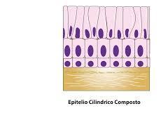 Classificazione morfologica degli epiteli In base alla