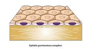 Epitelio pavimentoso semplice Aspetto: un solo