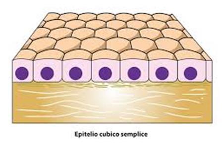 cubico semplice Aspetto: un solo strato di cellule
