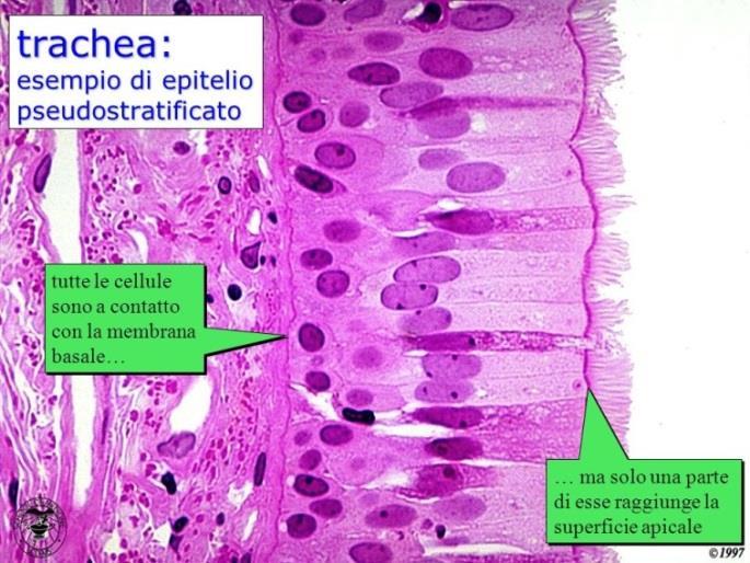 collocati su differenti livelli - tutte le cellule poggiano sulla