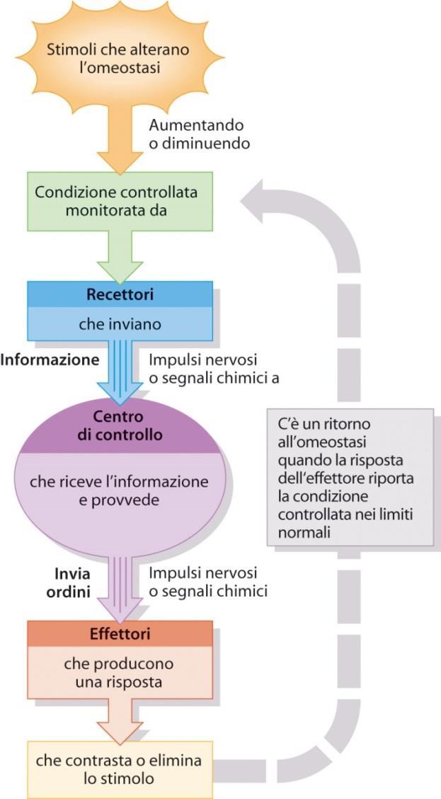 L omeostasi L omeostasi è la capacità degli organismi viventi di mantenere stabile, entro certi limiti, l ambiente interno del proprio corpo garantisce il mantenimento delle condizioni chimicofisiche