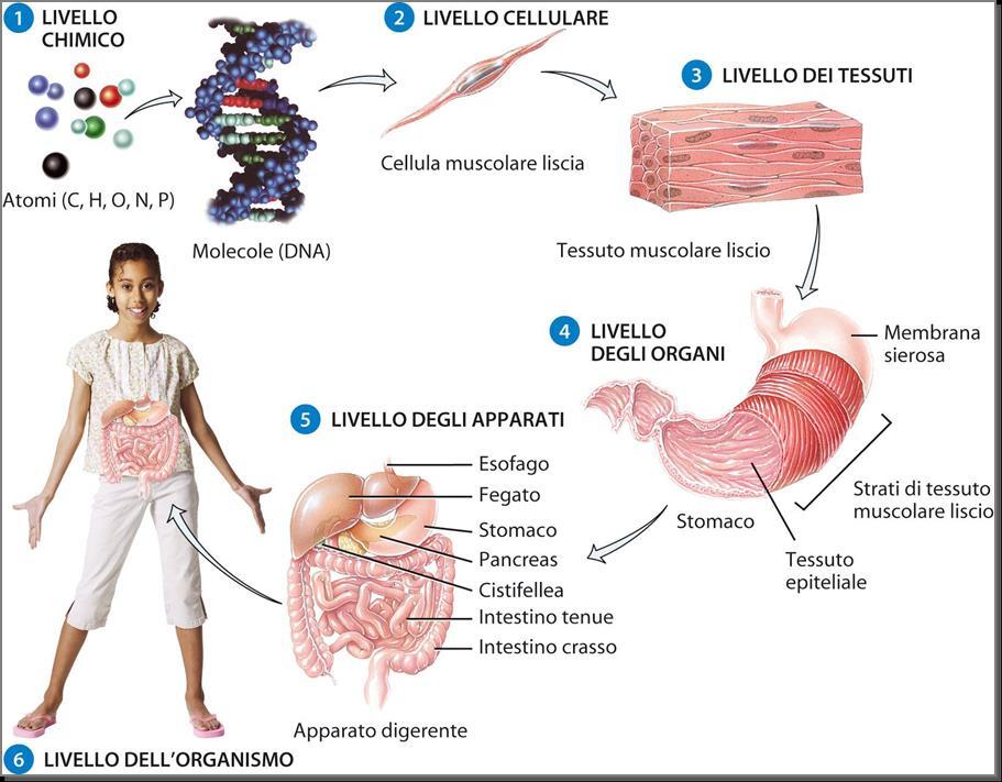 L organizzazione strutturale dei viventi è impostata secondo livelli gerarchici: molecola: due o più atomi legati insieme cellula: unità morfologica e funzionale dei viventi tessuto: insieme di