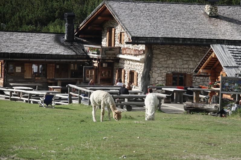 Dopo cena passeggiata in notturna a caccia delle stelle. Una escursione emozionante, che ci porterà a stretto contatto con la montagna quella vera.