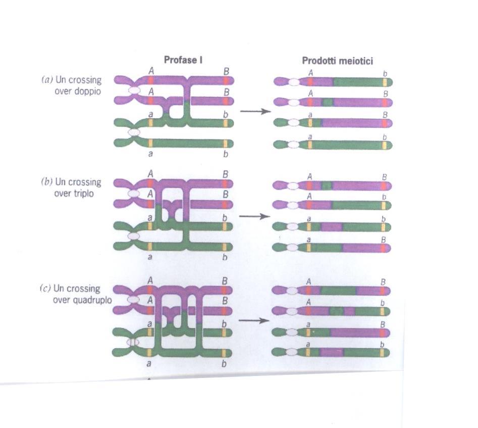 Si verifica solo negli eucarioti che si riproducono mediante l unione di gameti femminili e maschili Il crossing over risulta in uno scambio uguale e reciproco dell'informazione