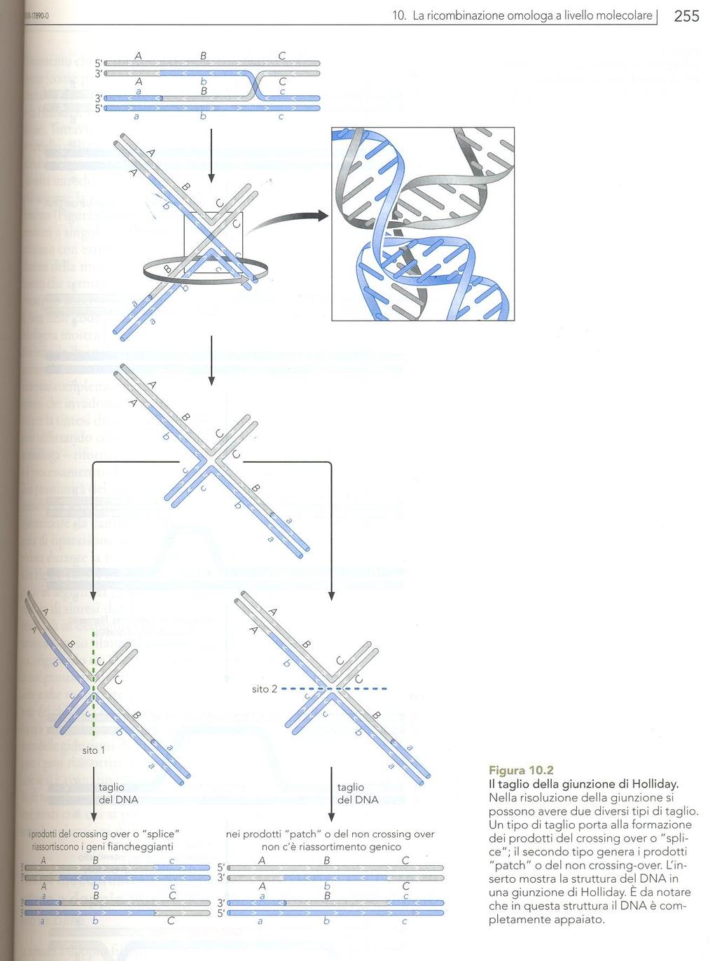 IL TAGLIO DELLA GIUNZIONE DI HOLLIDAY Per la quantità di DNA che viene scambiata tra le due molecole che