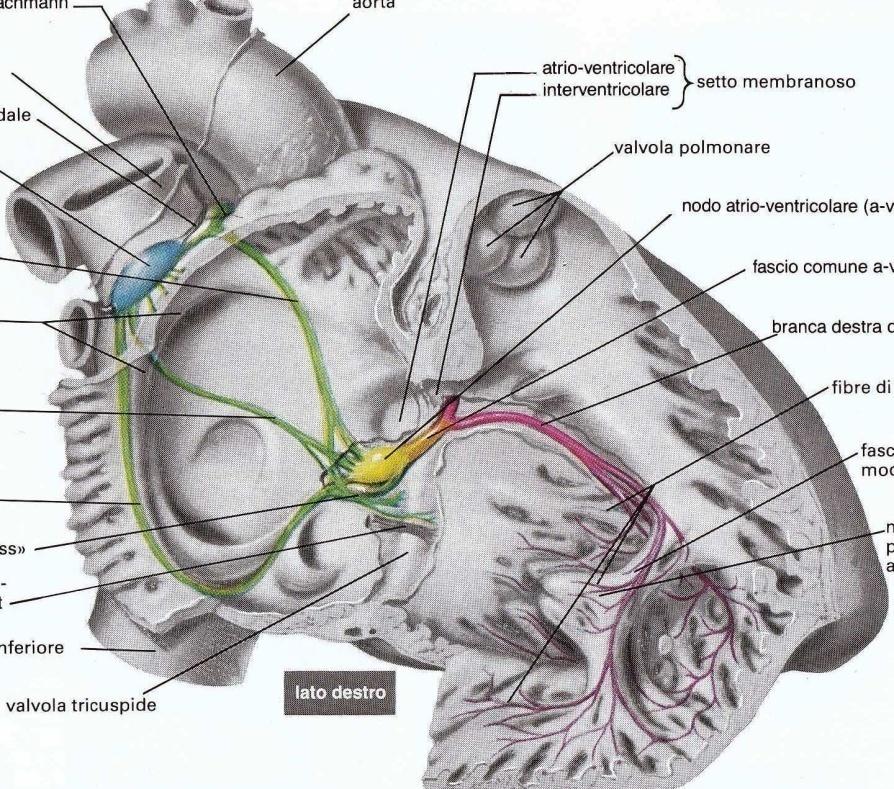 Controllo della FC BETA- BLOCCANTI Beta- 1 selettivi Beta- 1 non selettivi CALCIO- ANTAGONISTI NDP ATENOLOLO (25-100 mg per os QD) METOPROLOLO (2.