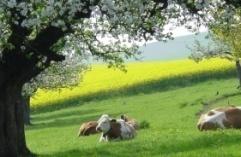 Pagamenti diretti Contributi per i sistemi di produzione Agricoltura biologica: aumento degli incentivi per l agricoltura biologica e le colture speciali Produzione estensiva: mantenimento del