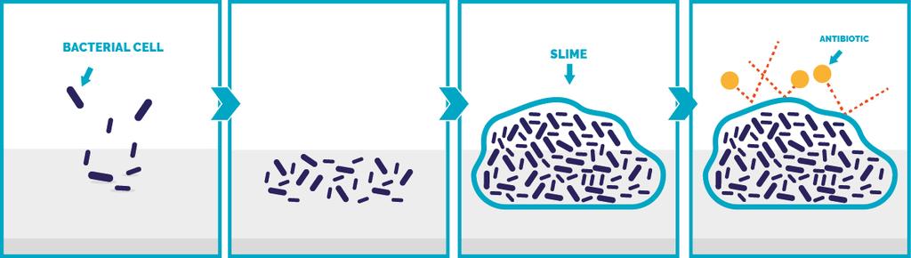 Biofilm