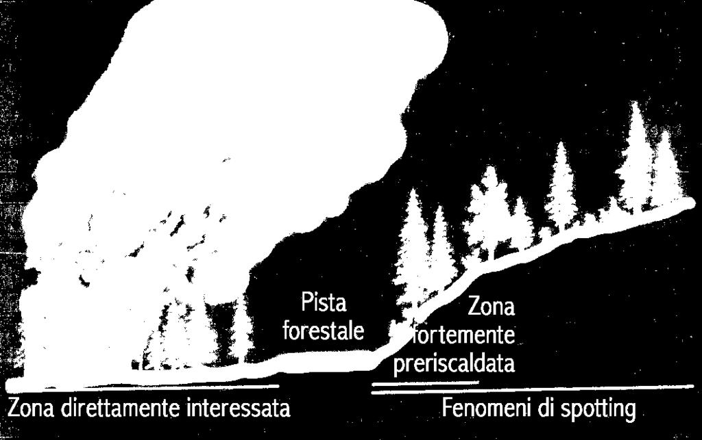 bosco e le