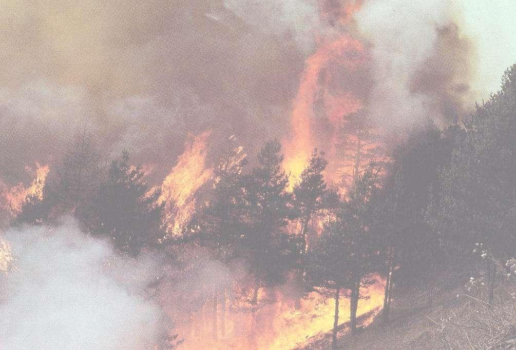 Incendio di chioma o di corona: concomitanze orografiche e meteorologiche favorevoli; la trasmissione del fuoco, avviene in modo aereo;