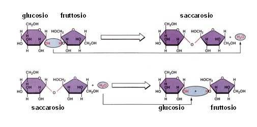 BREVI DI CHIMICA Il saccarosio, con formula C 12 H 22 O 11, è un disaccaride ed è ottenuto dall'unione di una unità di glucosio ed una di fruttosio.