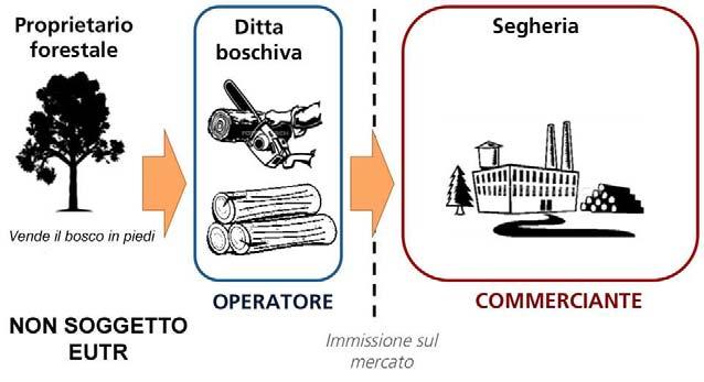 Il Regolamento 995/2010 6 definisce Operatore una persona fisica o giuridica 7 che commercializza legno o prodotti da esso derivati.