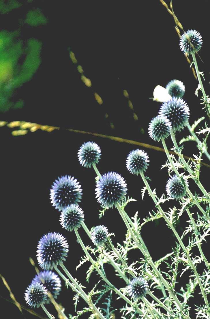 PIEMONTE E BIODIVERSITA FLORA 3510 ENTITA (11% ALLOCTONE) (Fonte del dato: Conti