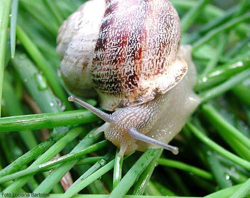 conservazione del patrimonio naturale